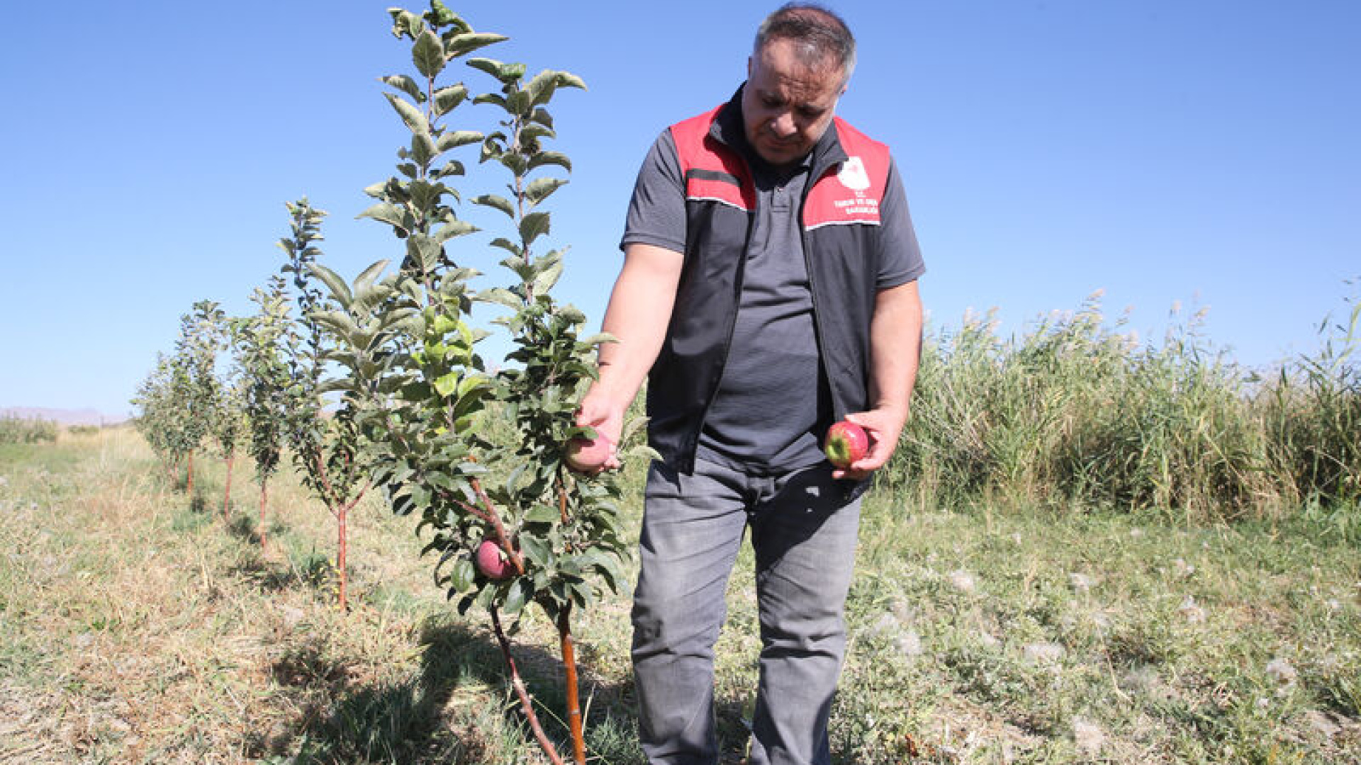 Van'da 4,5 milyon meyve fidanı dağıtıldı
