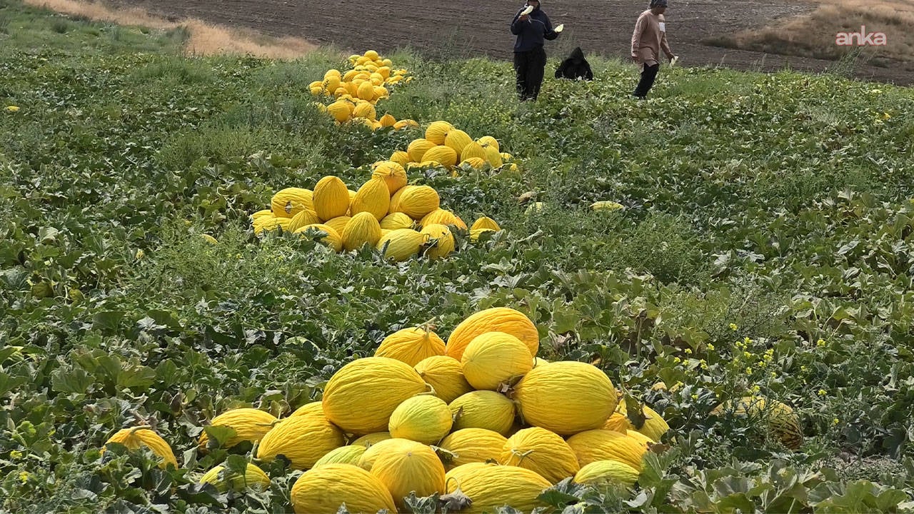 Tarlada 10, markette 30 lira: Kavun üreticisi isyan etti