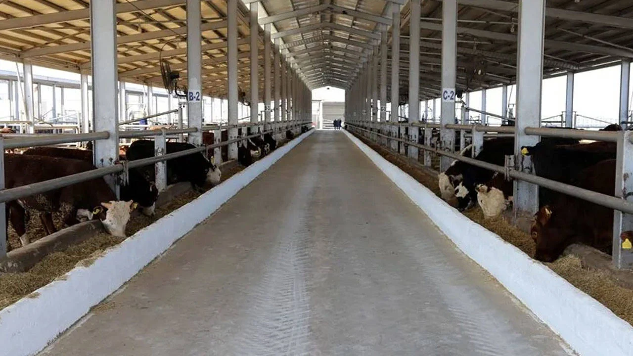 Uşak'ta şap hastalığı alarmı: 2 hayvan pazarı kapatıldı