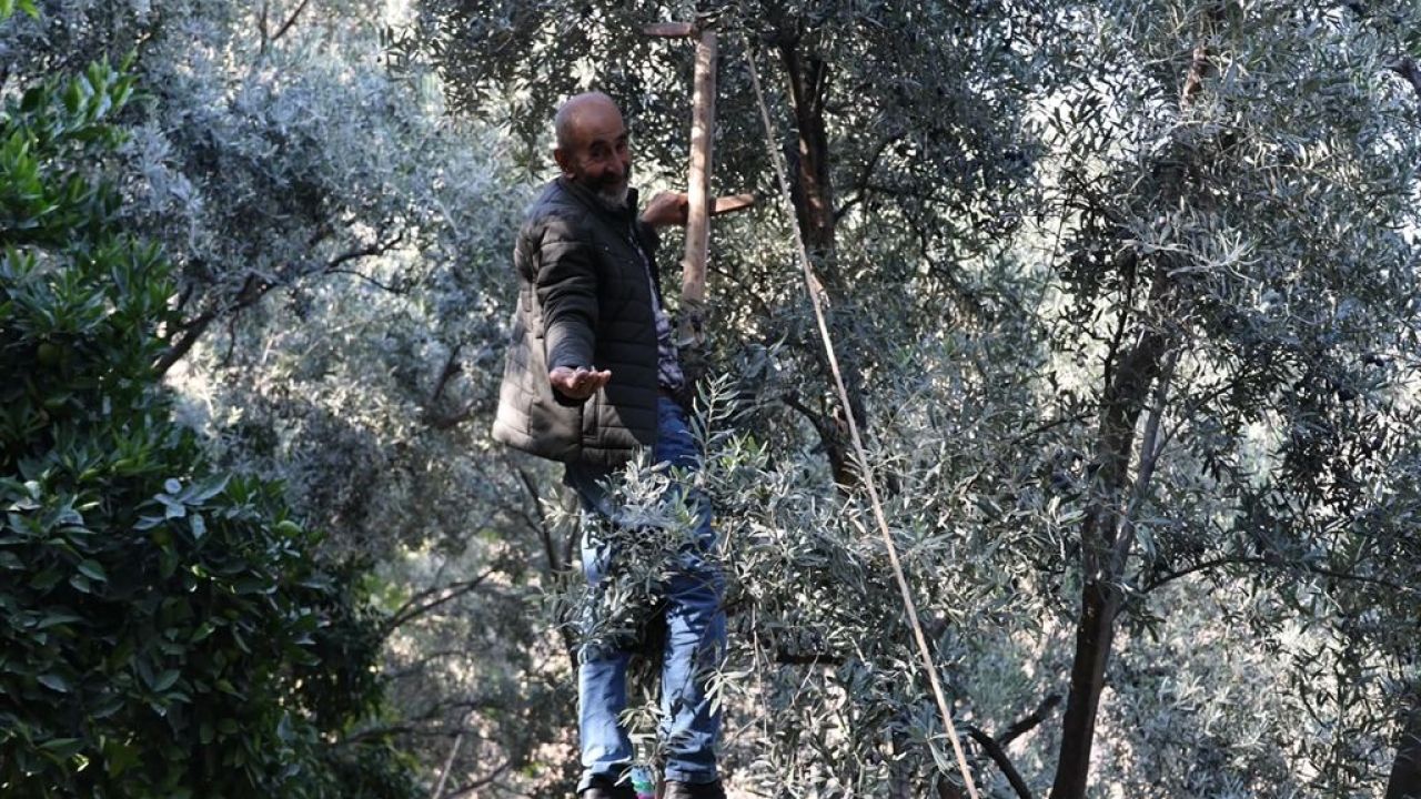 Karaman’da Zeytin Toplama Yevmiyesi Ne Kadar? İşte 2026 Ücretleri!