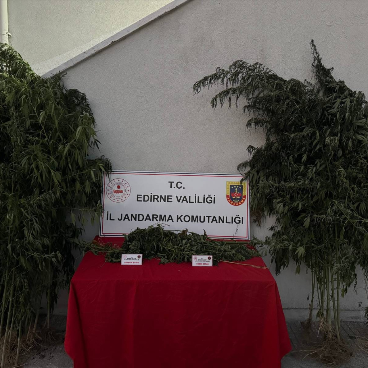 Kenevir sularken yakalandı!