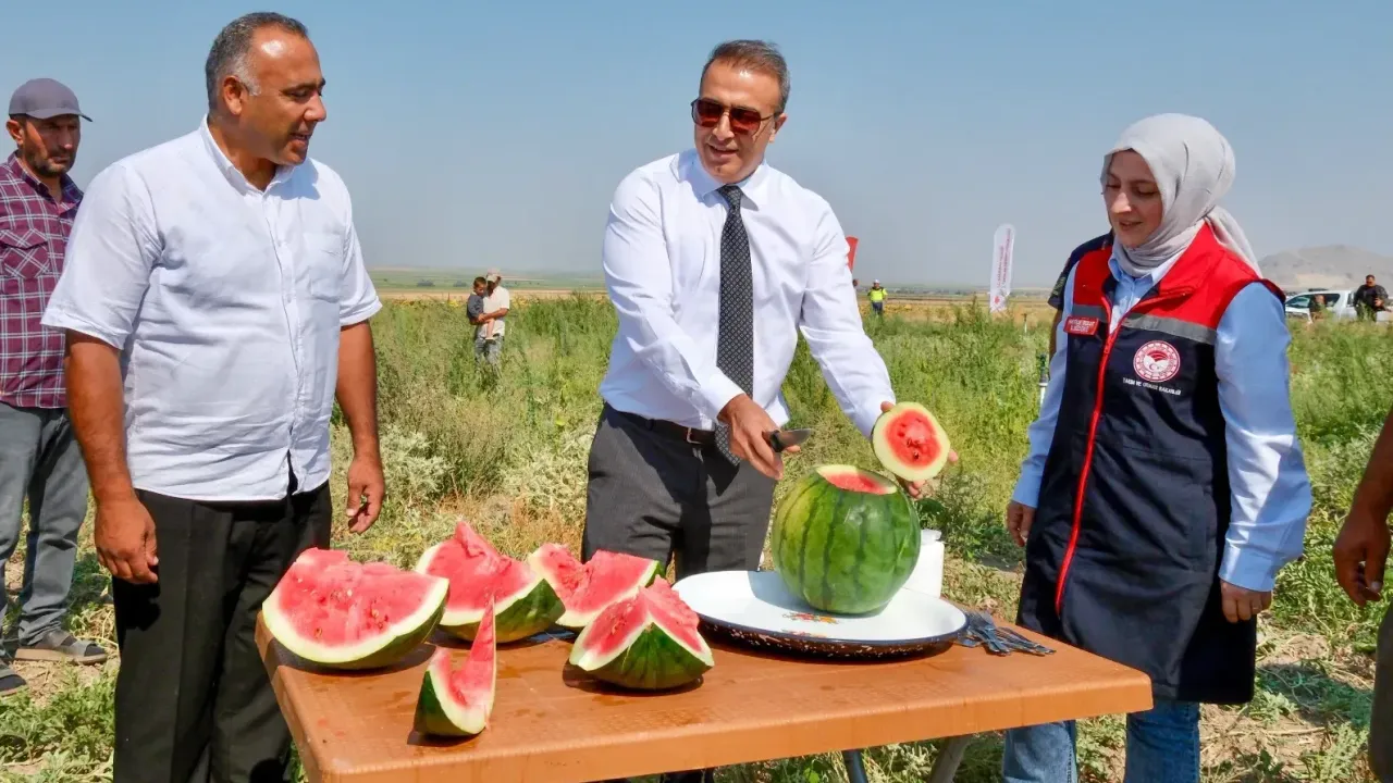 Ata Tohumuyla Yetişen Ortaoba Karpuzunda Hasat Zamanı