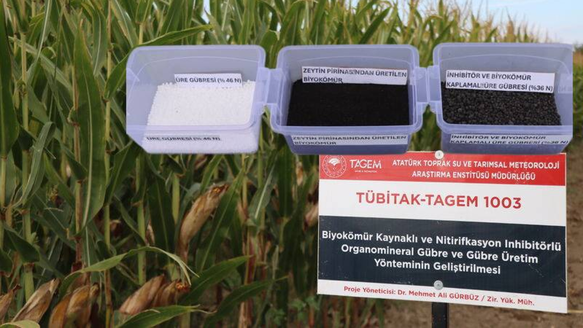 Kimyasal gübreye yeni nesil alternatif: Zeytin atığı
