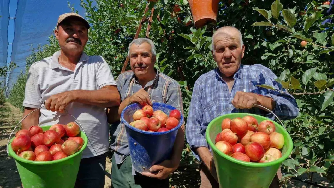 Karaman’da erkenci elma hasadı başladı: Rekolte yüksek