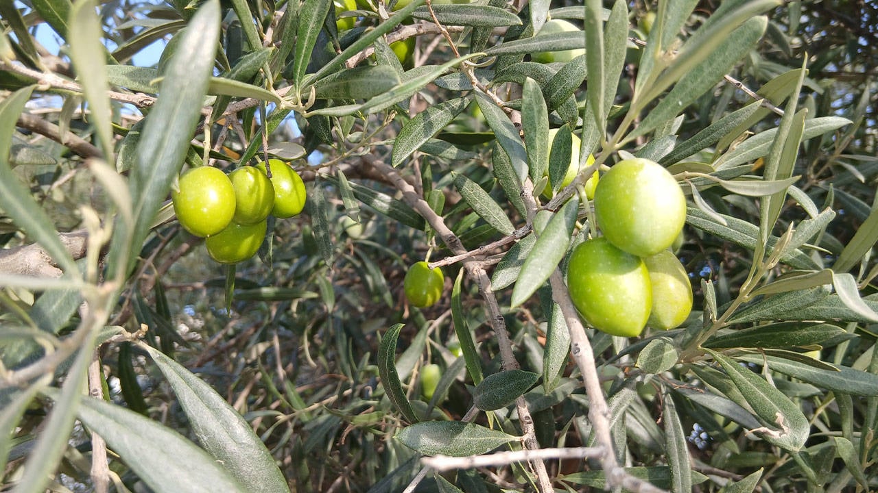 Zeytin üreticisi isyan etti: “Ağaçları kesmek zorunda kalacağız”