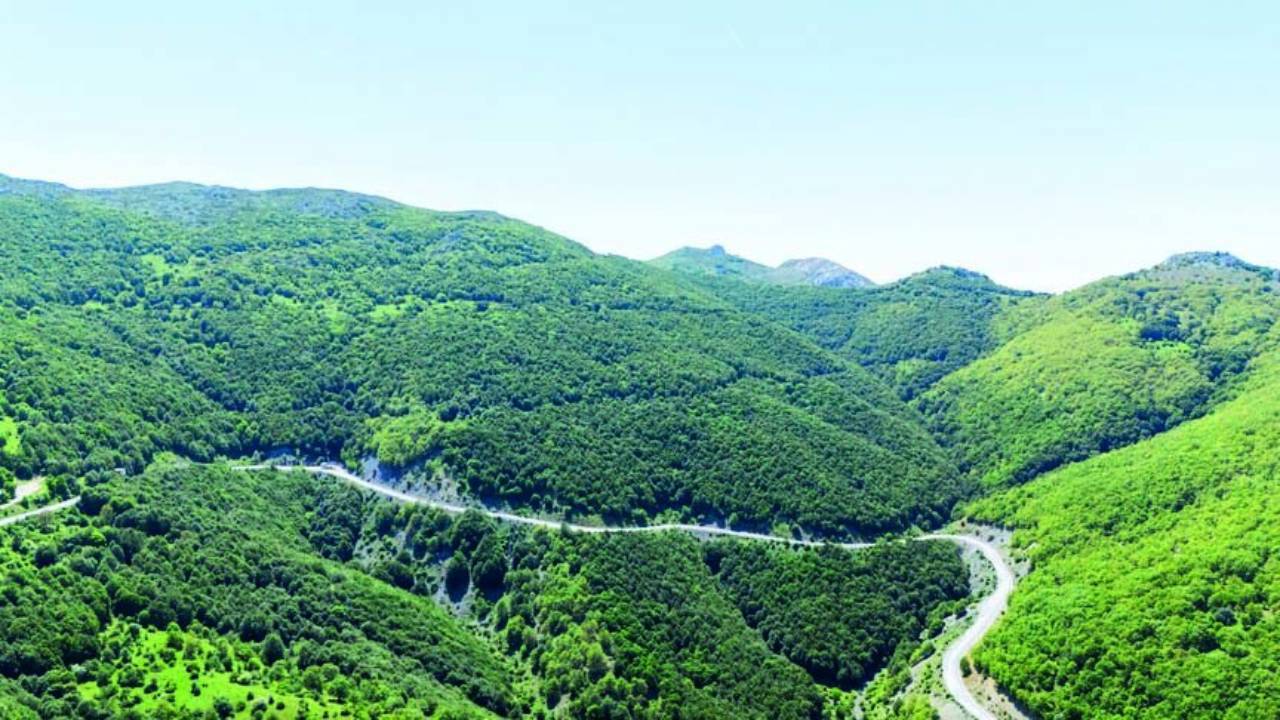 Record deforestation in a single night