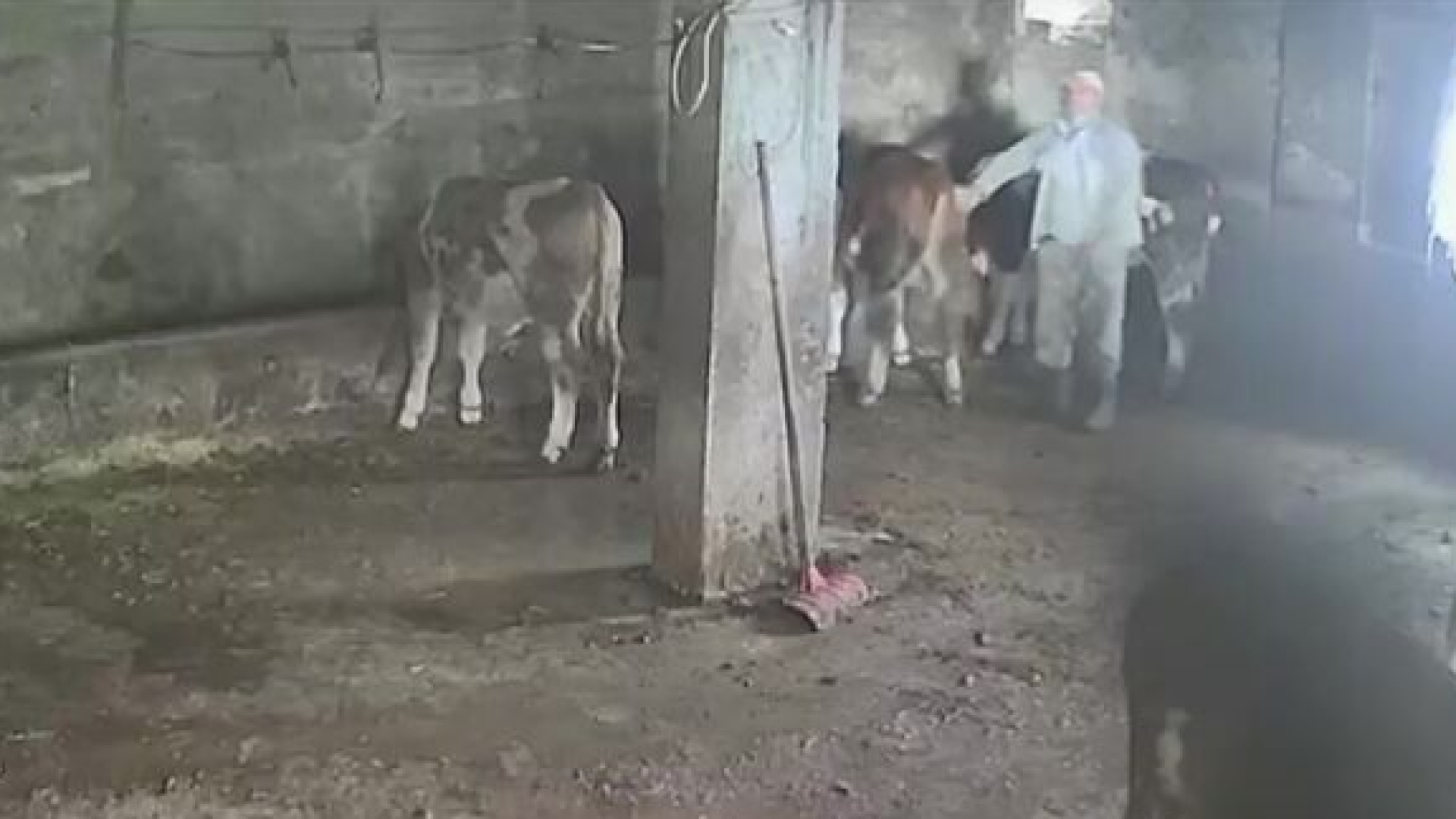 Sevmek istediği inek acımadı