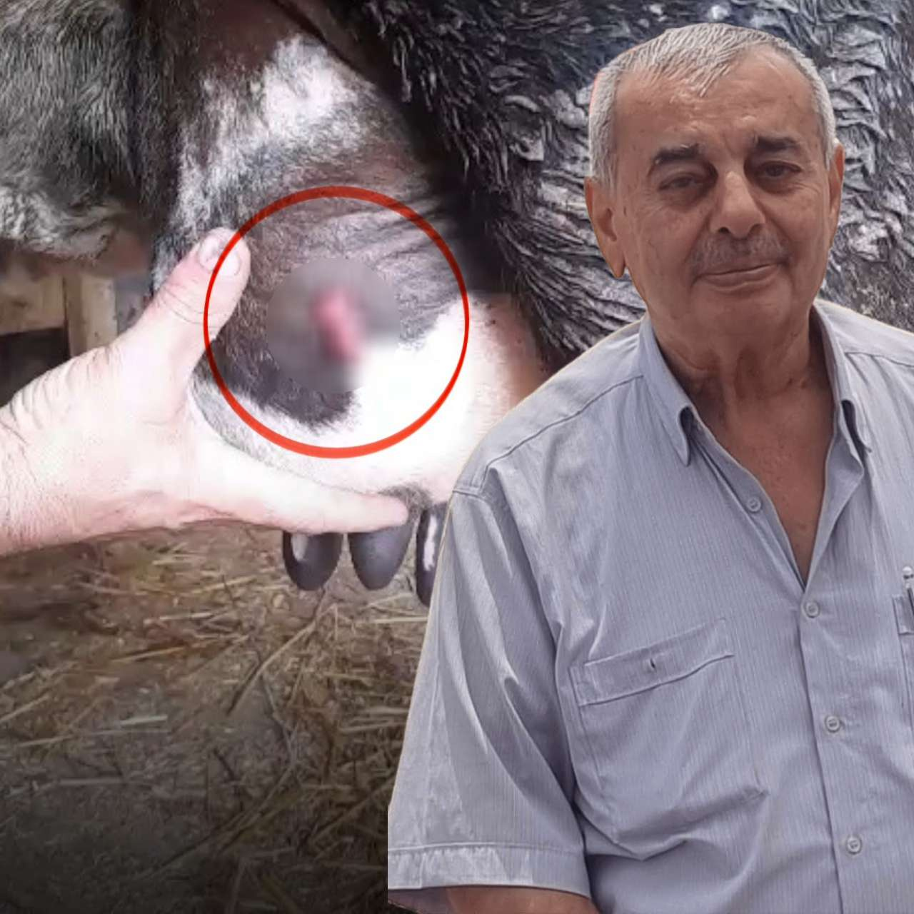 Ayva dalı cinayetinde kurşunlardan biri inekten çıktı