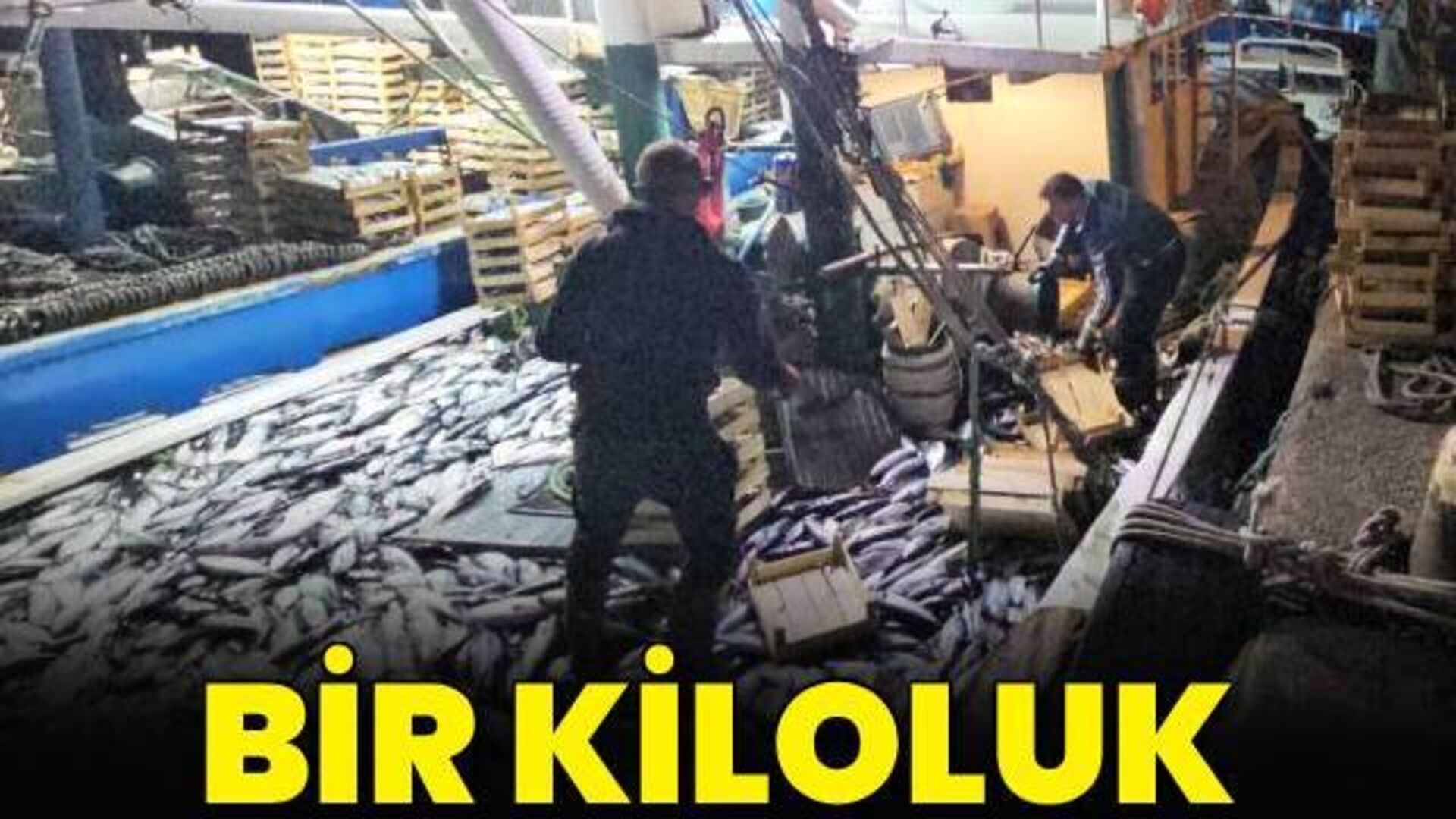 1 kiloluk palamut 40 liraya düştü