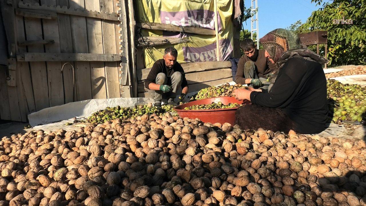 Yozgat’ta ceviz hasadı başladı: "Her şey pahalandı, cevizde artış yok"