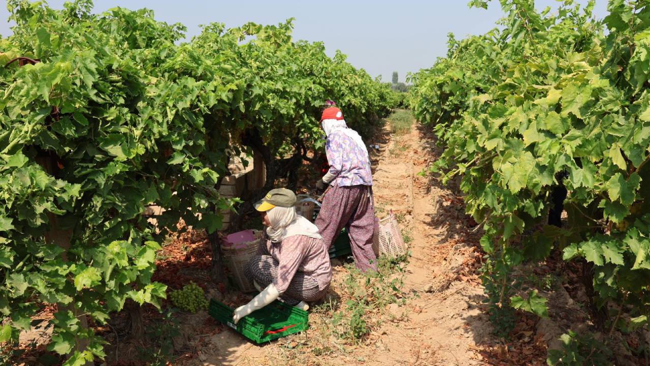 Bağcılık sürdürülemez noktaya geldi