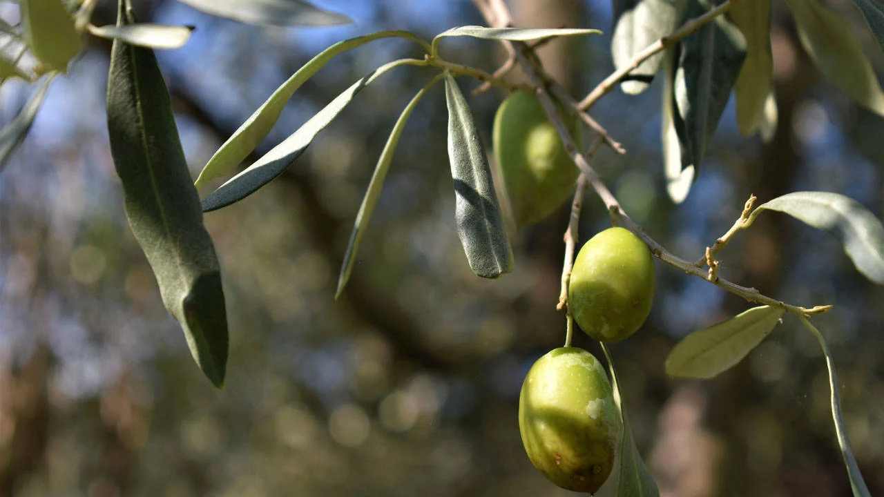 Zeytin üreticisi isyan etti: "Perişan durumdayız"