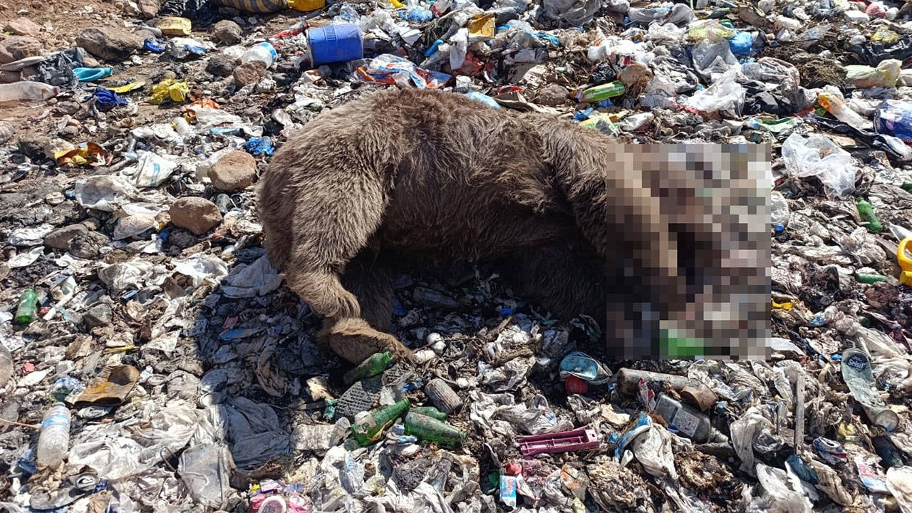 Bingöl’de 3 bozayı silahla vurulmuş halde  ölü bulundu