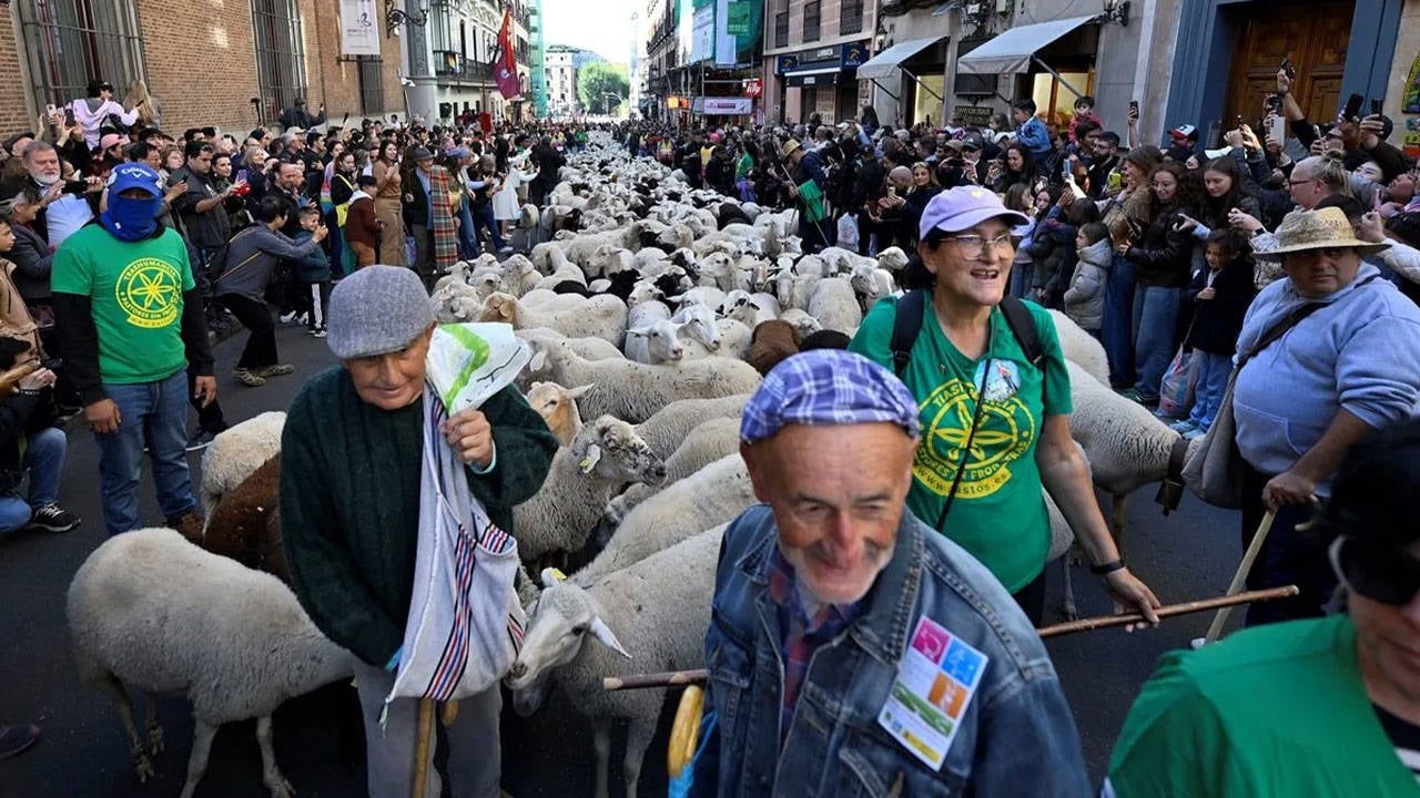 Madrid'de "Trashumancia Şenliği": 1000'den fazla koyun kent merkezinde yürüdü