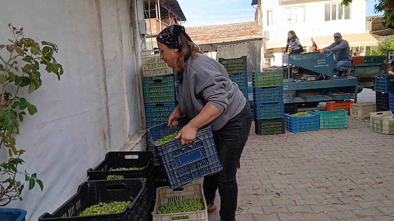 Zeytinde fiyat çakıldı: Üretici hasadı bırakıyor