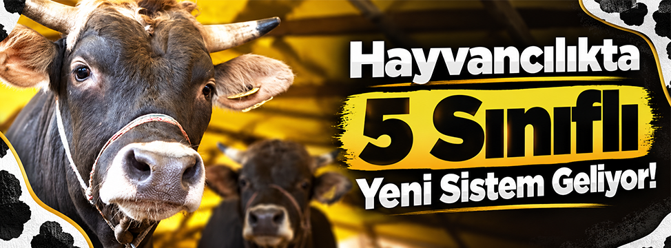 Hayvancılıkta 5 Sınıflı Yeni Sistem Geliyor!