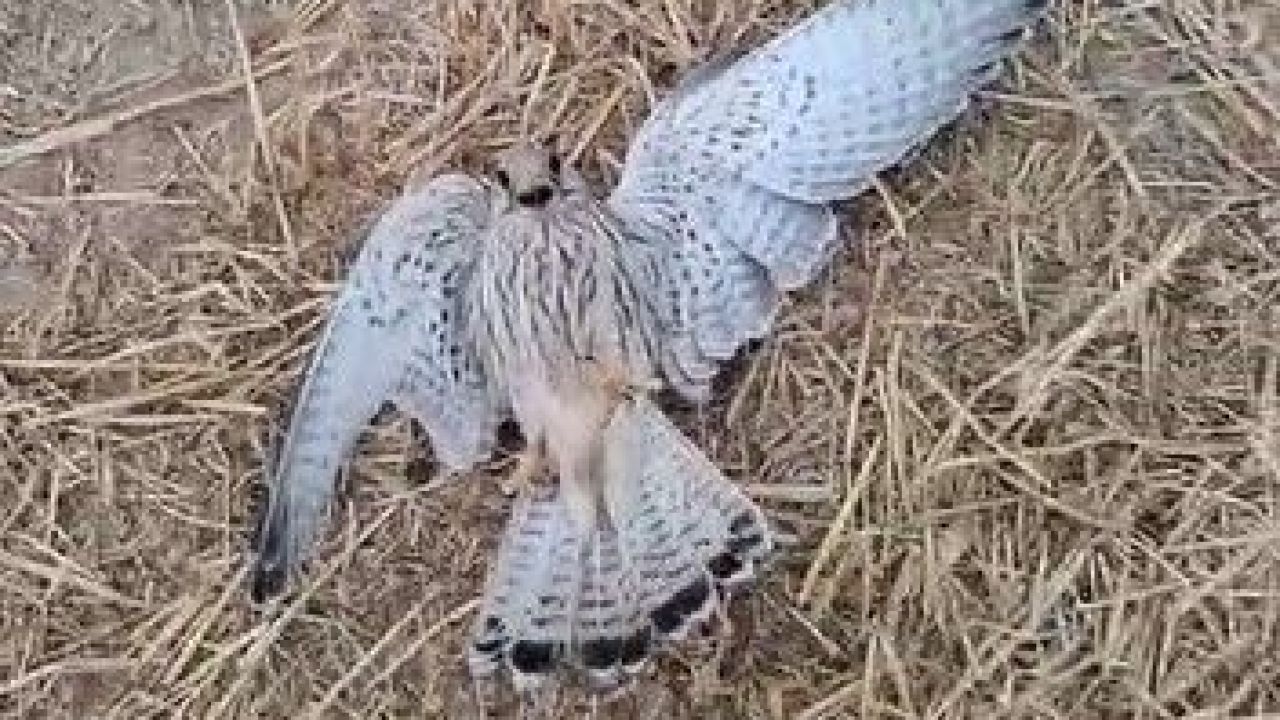 Bitkin Düşen Yavru Kerkeneze Su İçirmeye Çalıştı