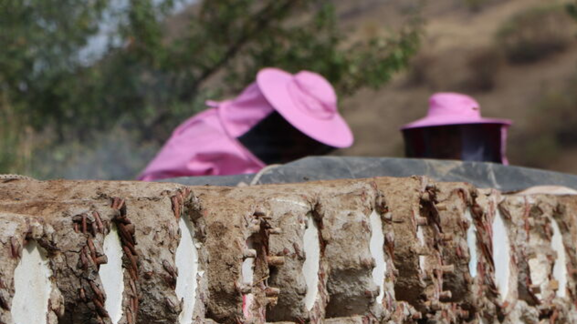 "Pembe maskeli" kadınlar hasada başladı