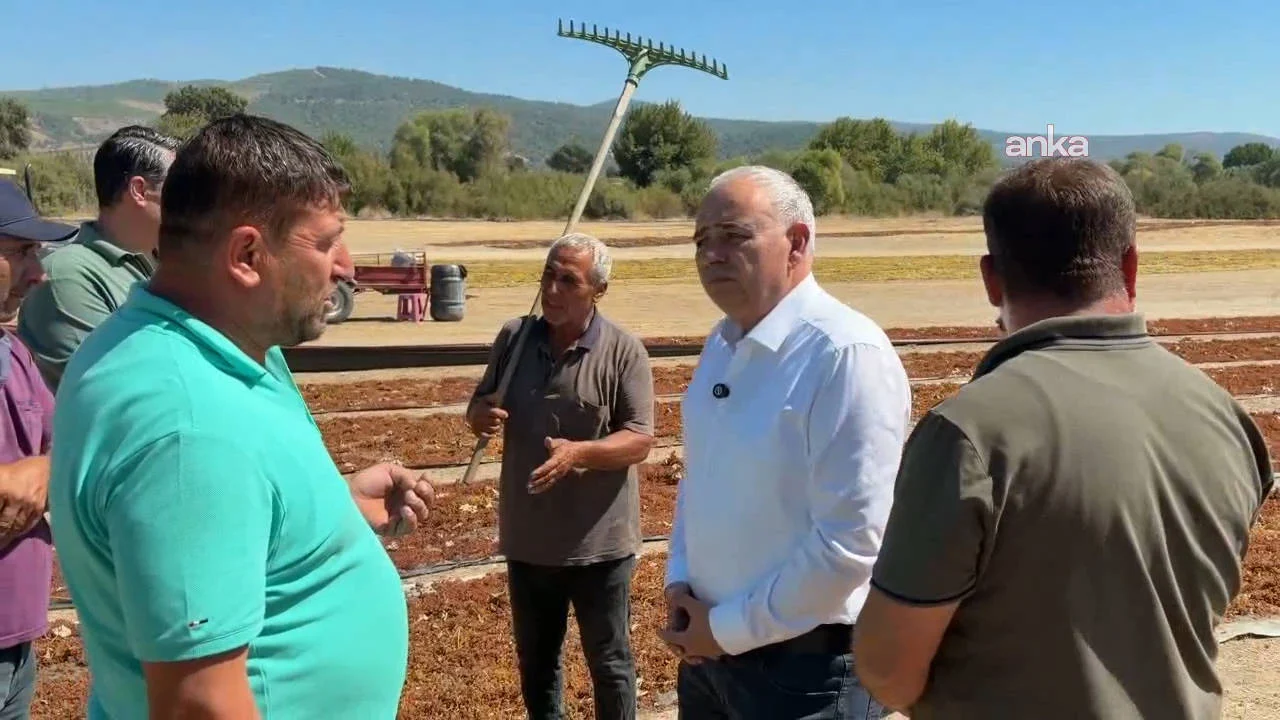 TMO'nun açıkladığı üzüm fiyatına tepki büyüyor: "Böyle giderse bağlar sökülecek"