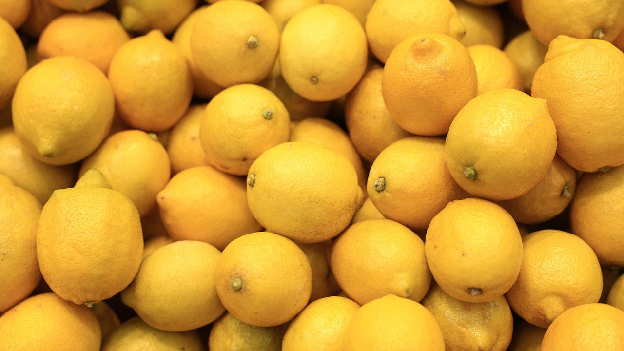 Limonda pestisit alarmı