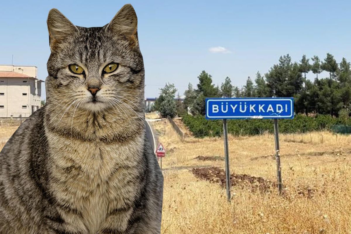Kedinin ısırdığı çocuk entübe edildi