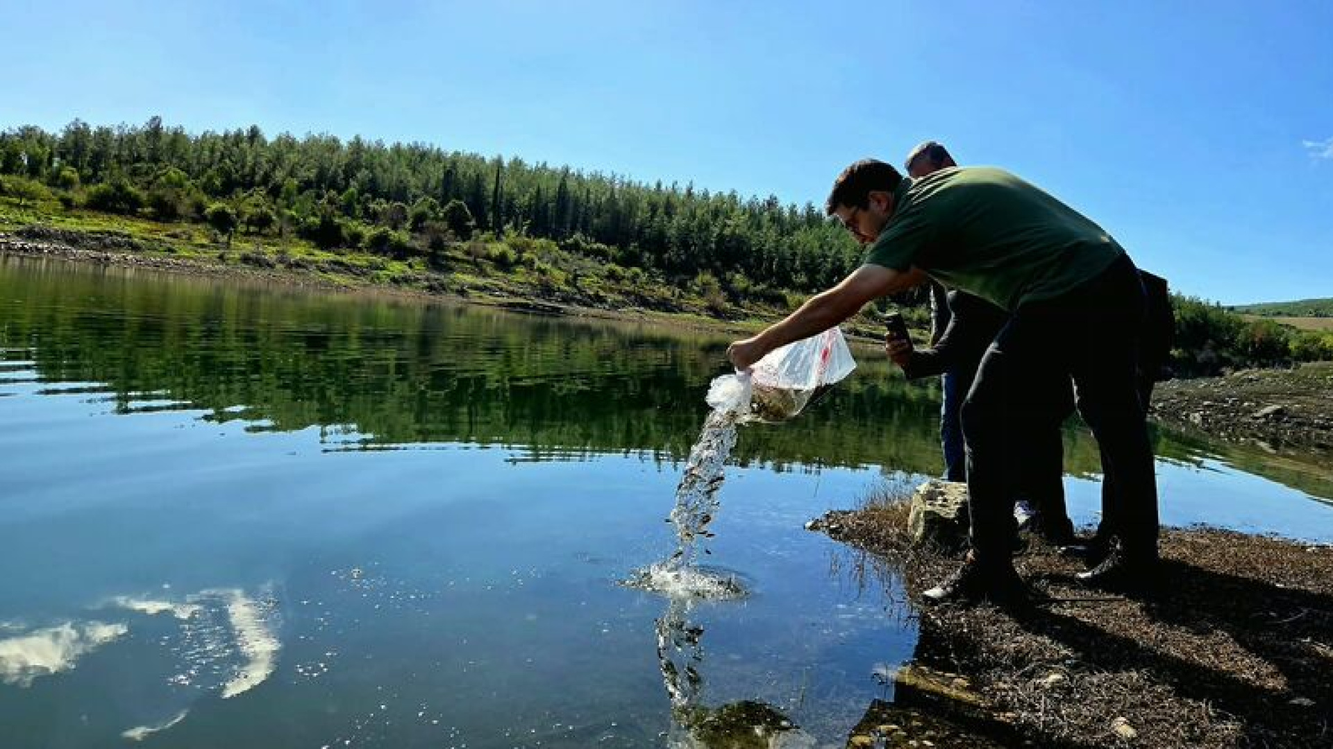 Osmaniye'de baraja 50 bin sazan yavrusu